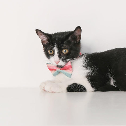 PIDAN Cat Bow Tie Collar Pidan New Zealand