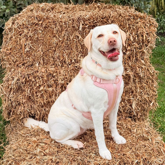 Dog Harness | Blush Pink Walkieez