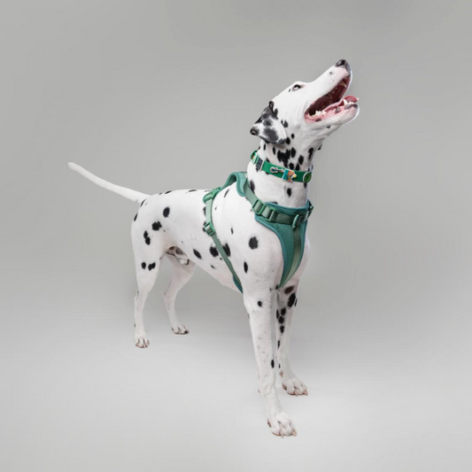 Dog Harness | Green Walkieez