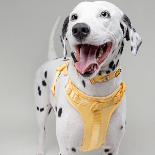 Dog Harness | Yellow Walkieez