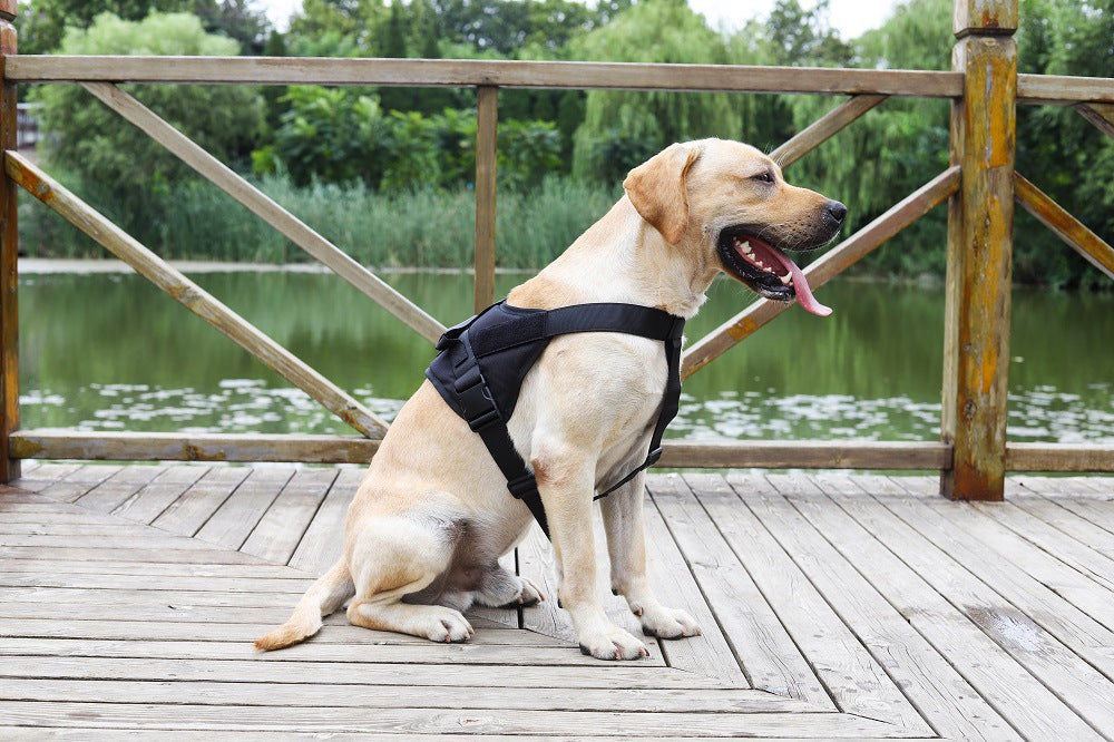 Black large dog harness set with adjustable chest strap and collar, suitable for comfortable walking and outdoor activities.