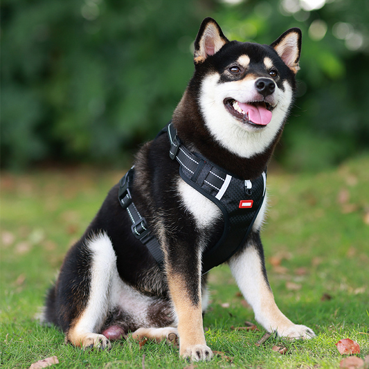 Dog Harness Set Pet Adjustable Chest Strap Walking Collar Vest dealonline.co.nz