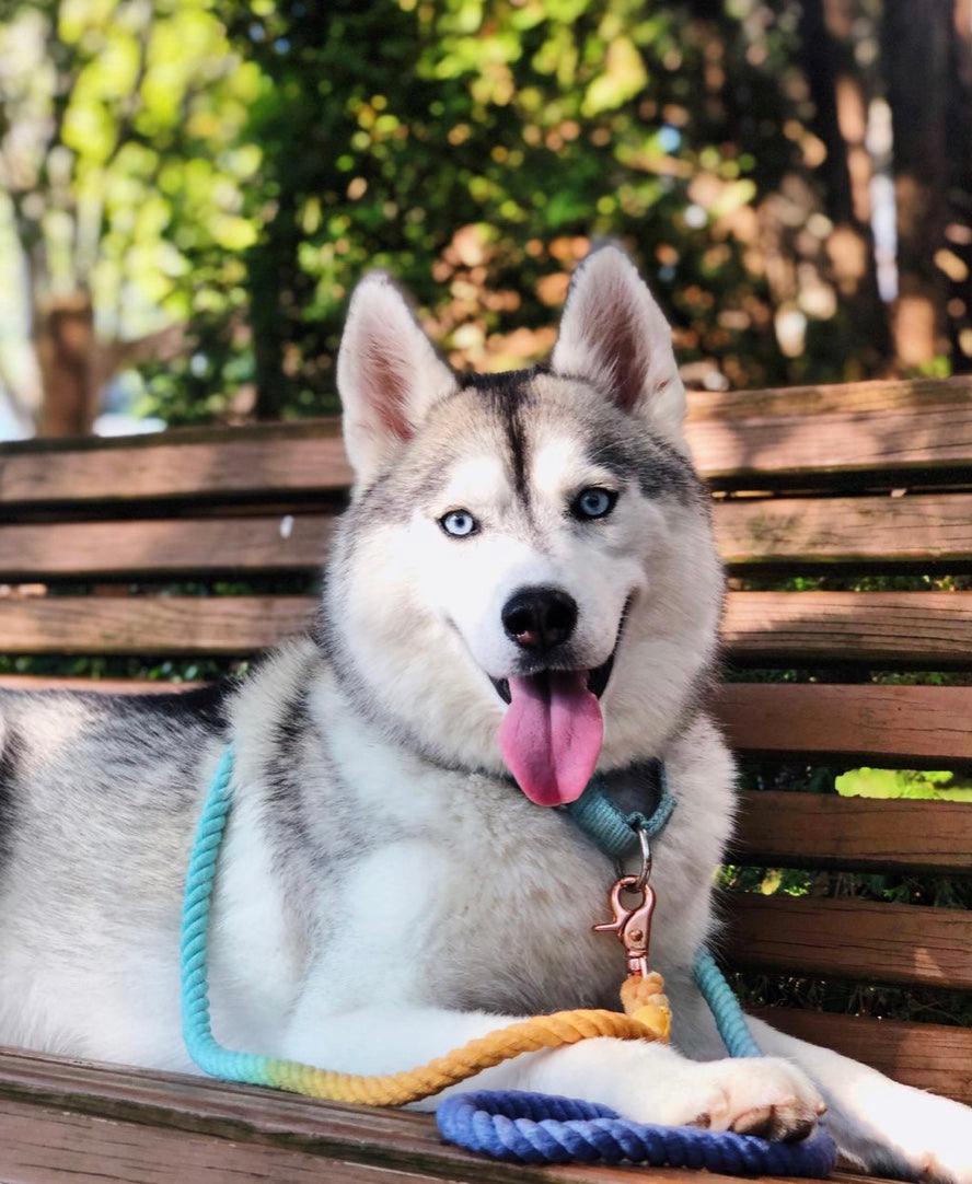 ROPE LEASH - SUNSET-1