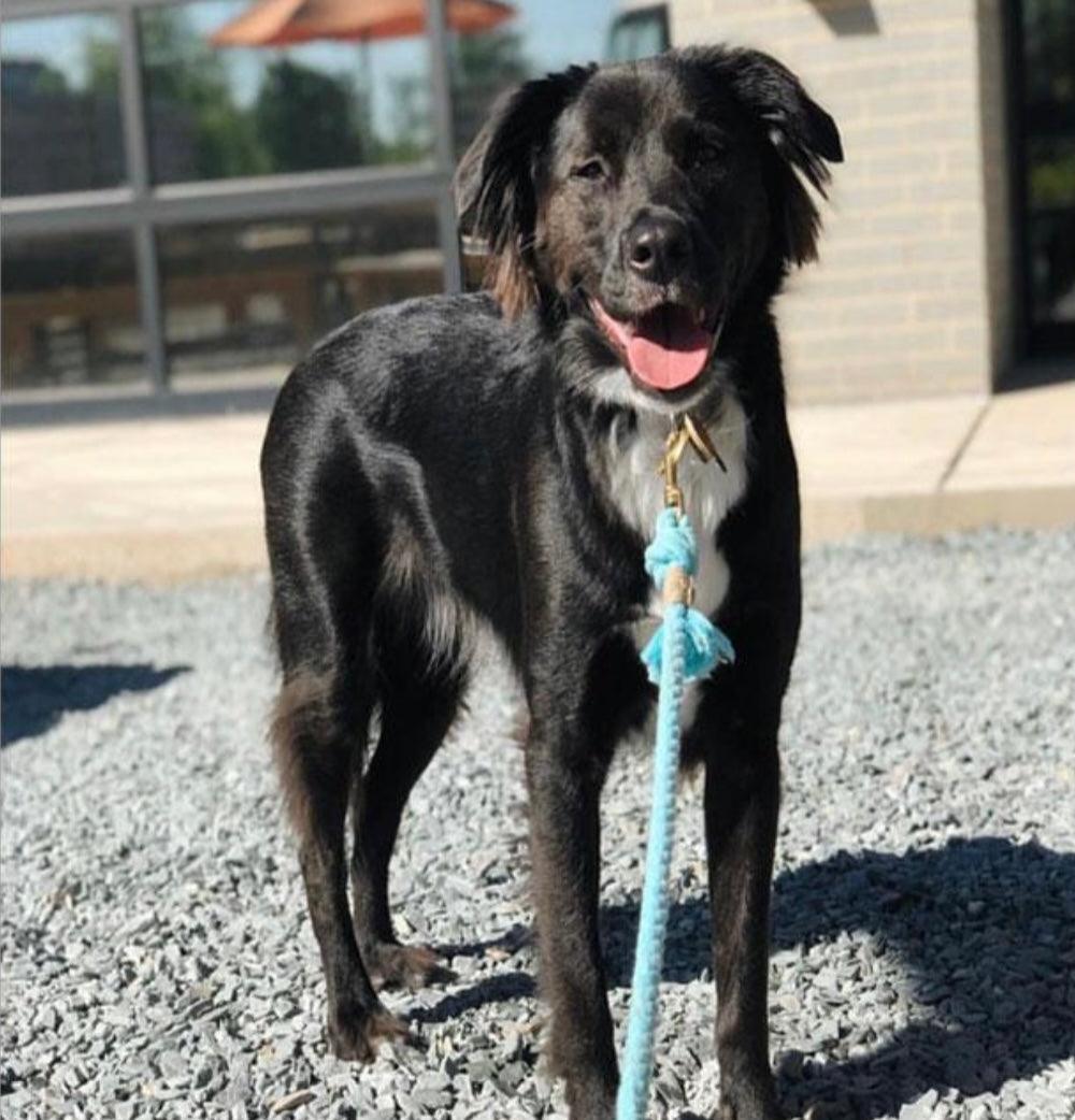 ROPE LEASH - UNICORN-2