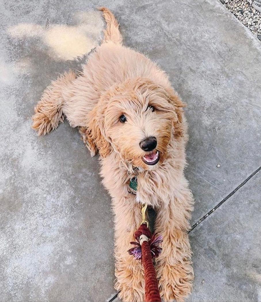 ROPE LEASH - PRIMROSE-4