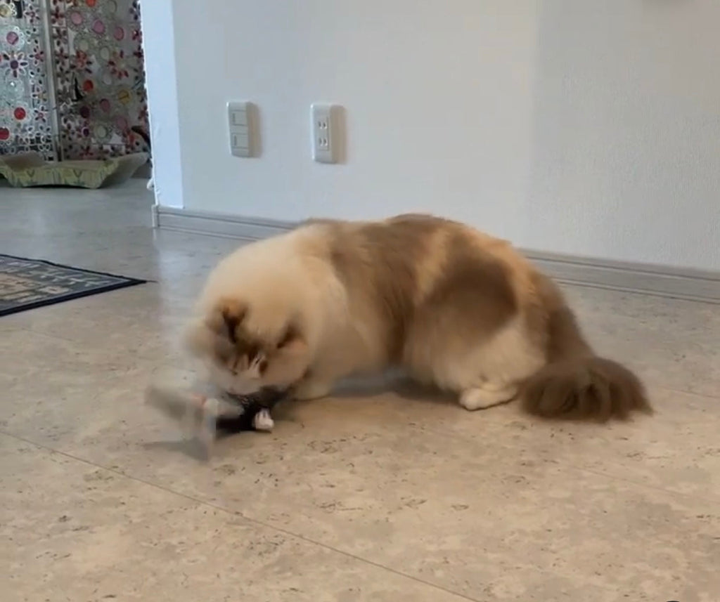 Catnip Fish with sound for Pets-2