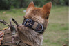 Heavy Duty Dog Collar XL, L