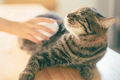 Bath Brush Comb (Cleaning Tool Pet Supplies)-1