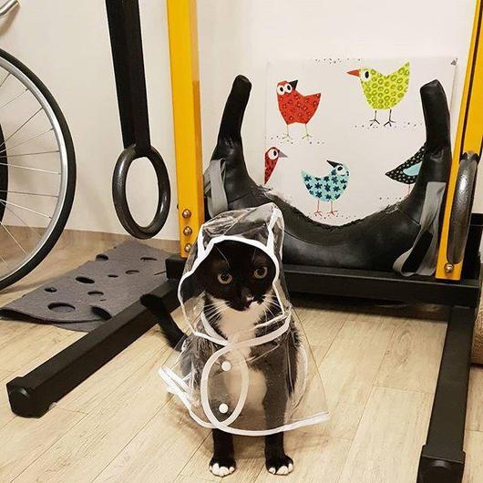Raincoat for Pets-1