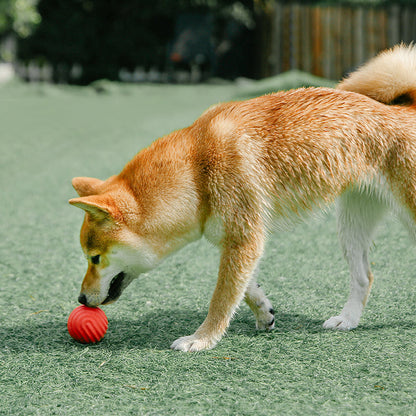 PIDAN Durable Bouncy Dog Toy Ball Pidan New Zealand