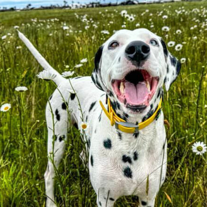 Dog Collar | Yellow Walkieez