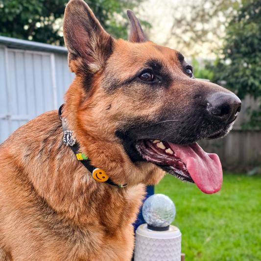 Dog Collar | Black Walkieez