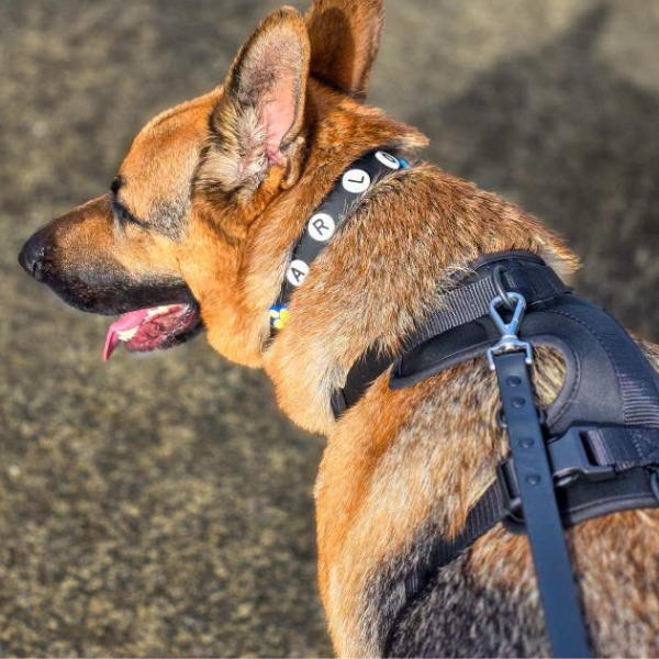 Customisable Dog Lead | Black Walkieez