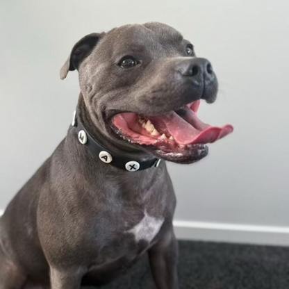 Dog Collar | Black Walkieez