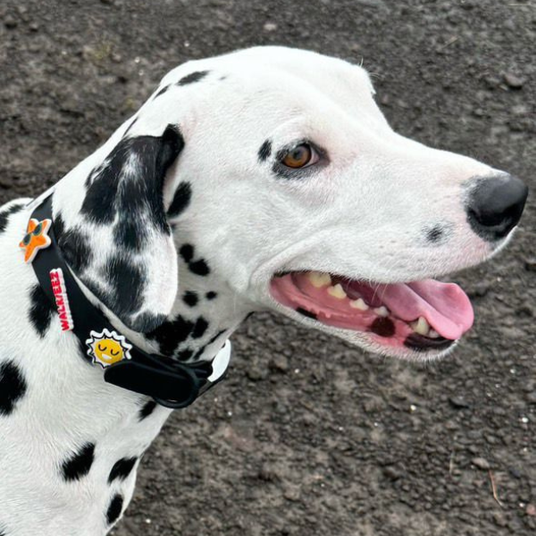 Dog Collar | Black Walkieez