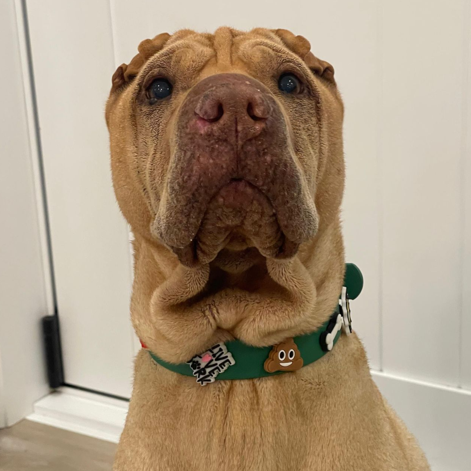Dog Collar | Green Walkieez