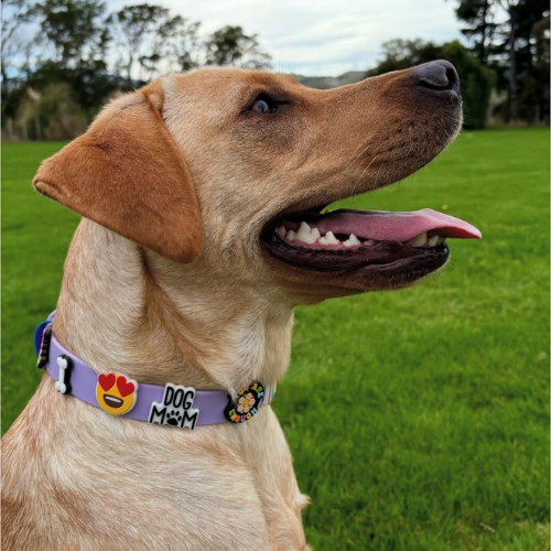 Dog Collar | Lilac Walkieez