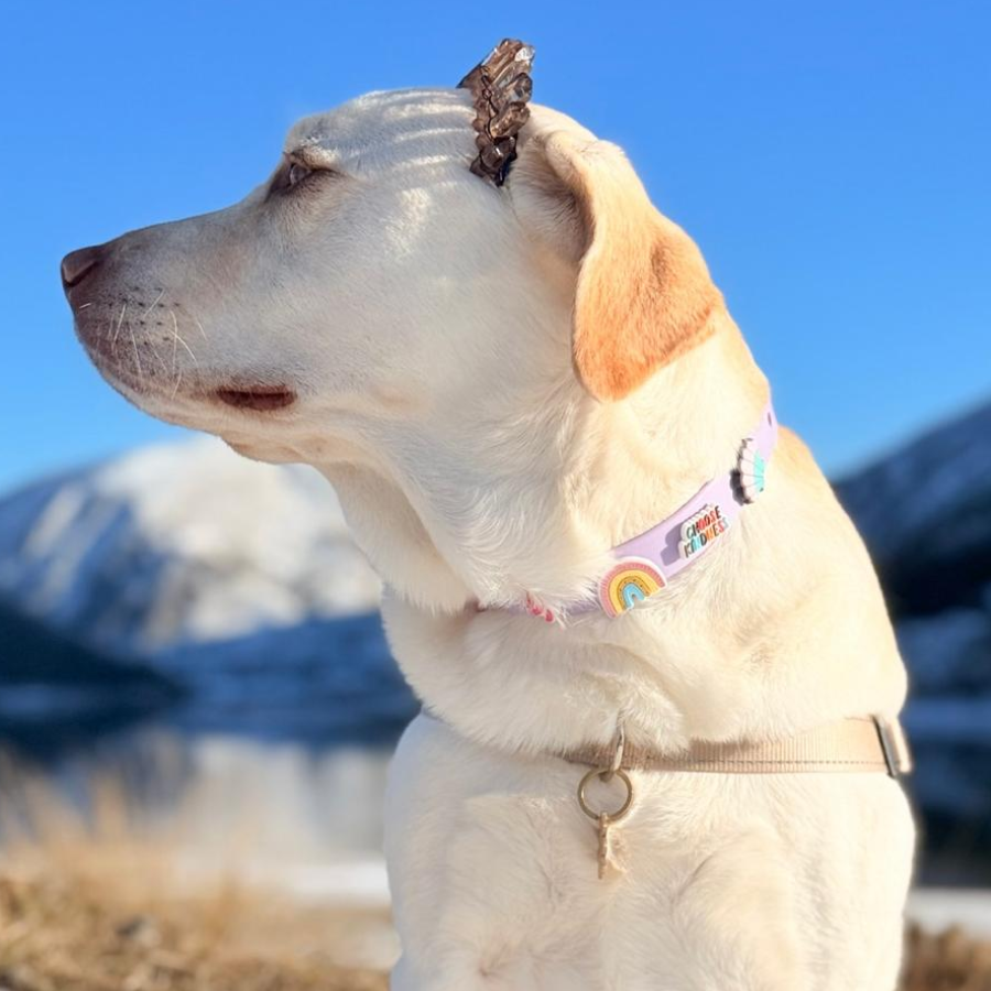 Dog Collar | Lilac Walkieez