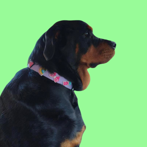 Dog Collar | Lilac Walkieez