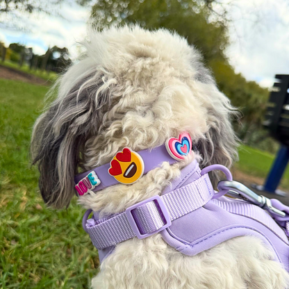 Dog Collar | Lilac Walkieez