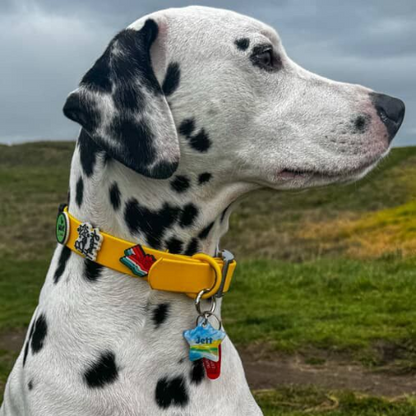 Dog Collar | Yellow Walkieez