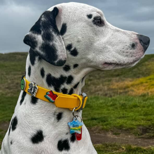 Dog Collar | Yellow Walkieez