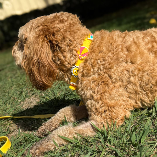 Dog Collar | Yellow Walkieez
