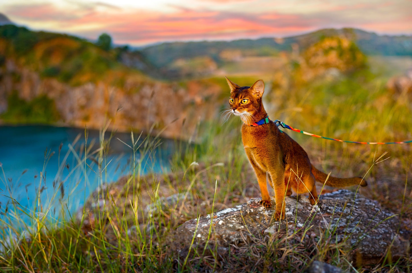 PIDAN Cat Leash & Harness Pidan New Zealand
