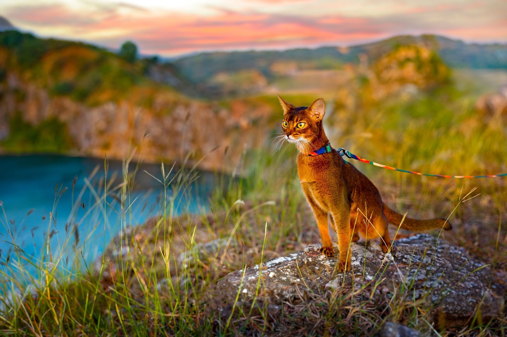 PIDAN Cat Leash & Harness Pidan New Zealand