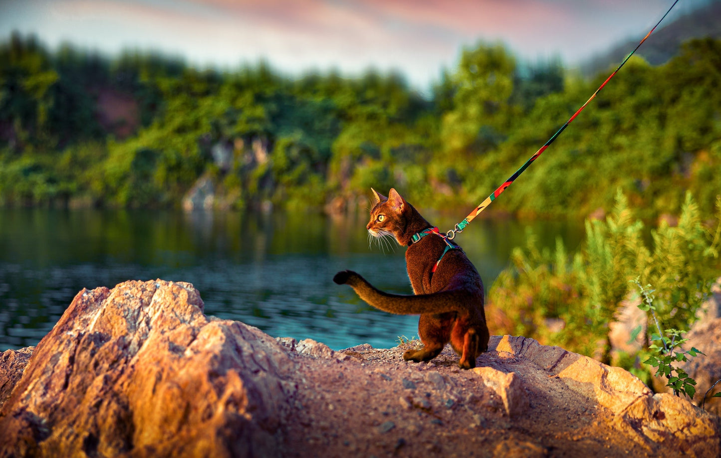 PIDAN Cat Leash & Harness Pidan New Zealand