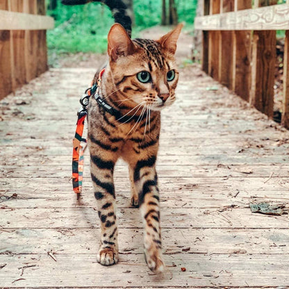 PIDAN Cat Leash & Harness Pidan New Zealand