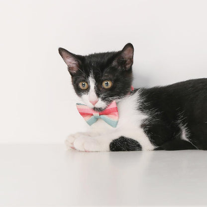 PIDAN Cat Bow Tie Collar Pidan New Zealand