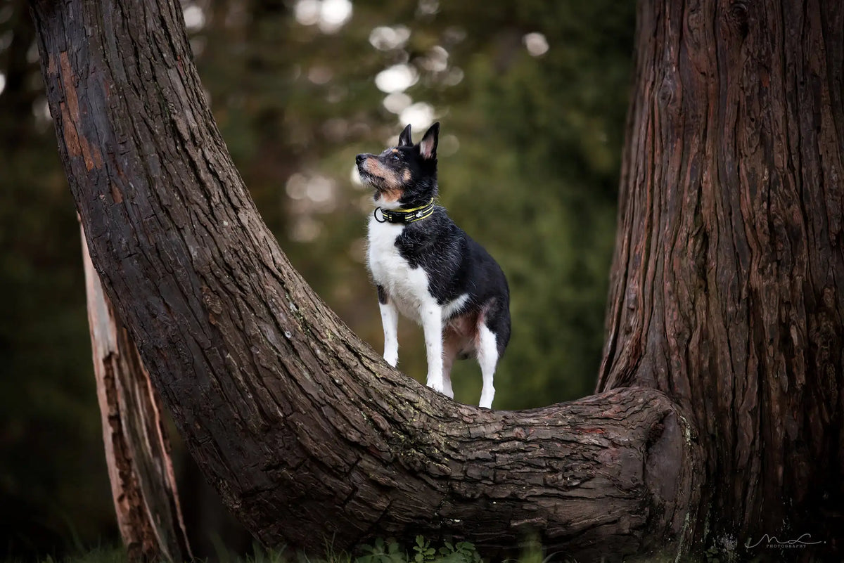 Truelove Nylon Adjustable Dog Collar