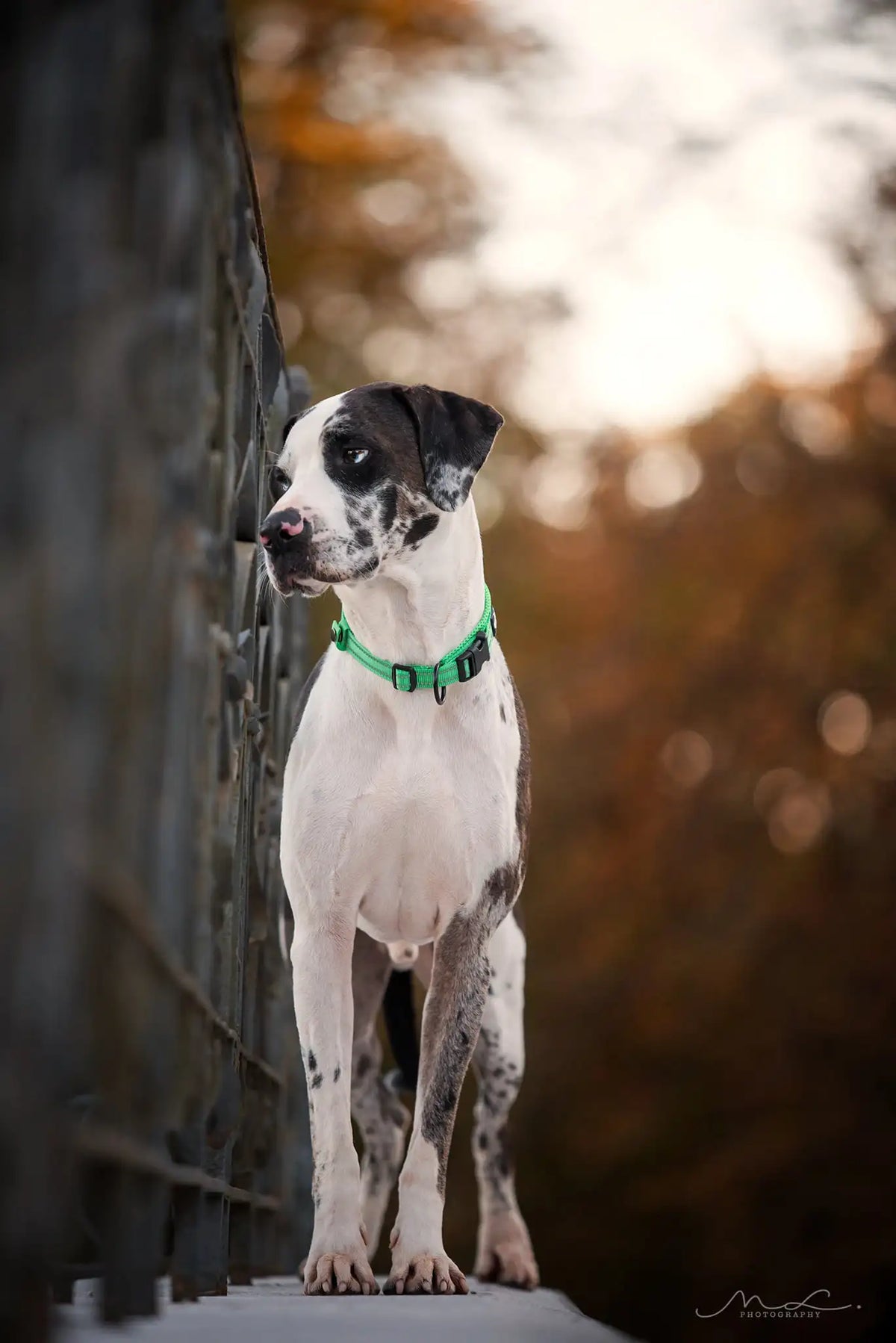 Truelove Nylon Adjustable Dog Collar