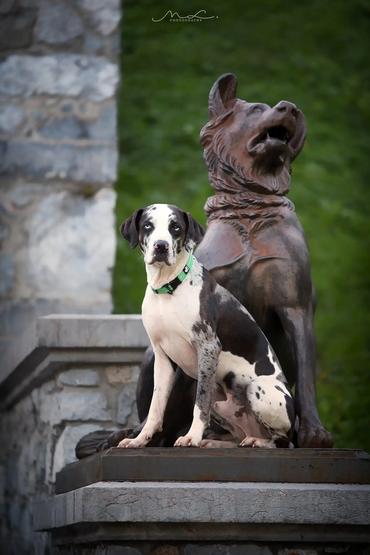 Truelove Nylon Adjustable Dog Collar