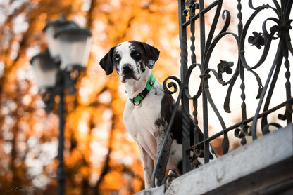 Truelove Nylon Adjustable Dog Collar
