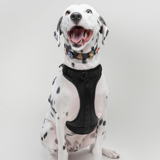 Dog Harness | Black Walkieez