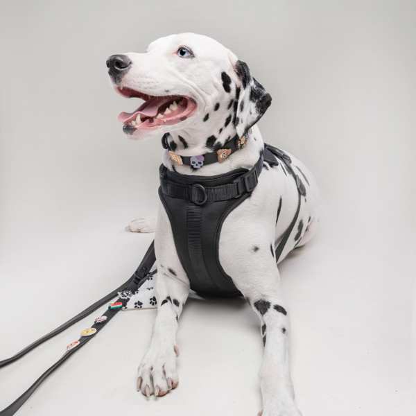 Dog Harness | Black Walkieez