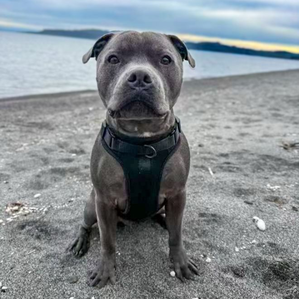 Dog Harness | Black Walkieez