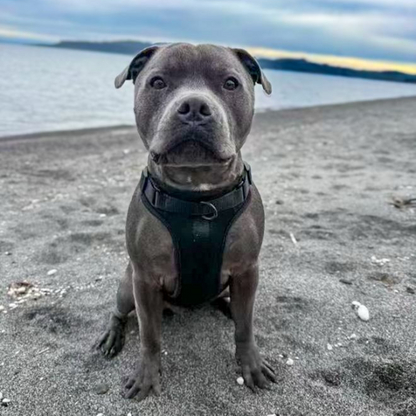 Dog Harness | Black Walkieez