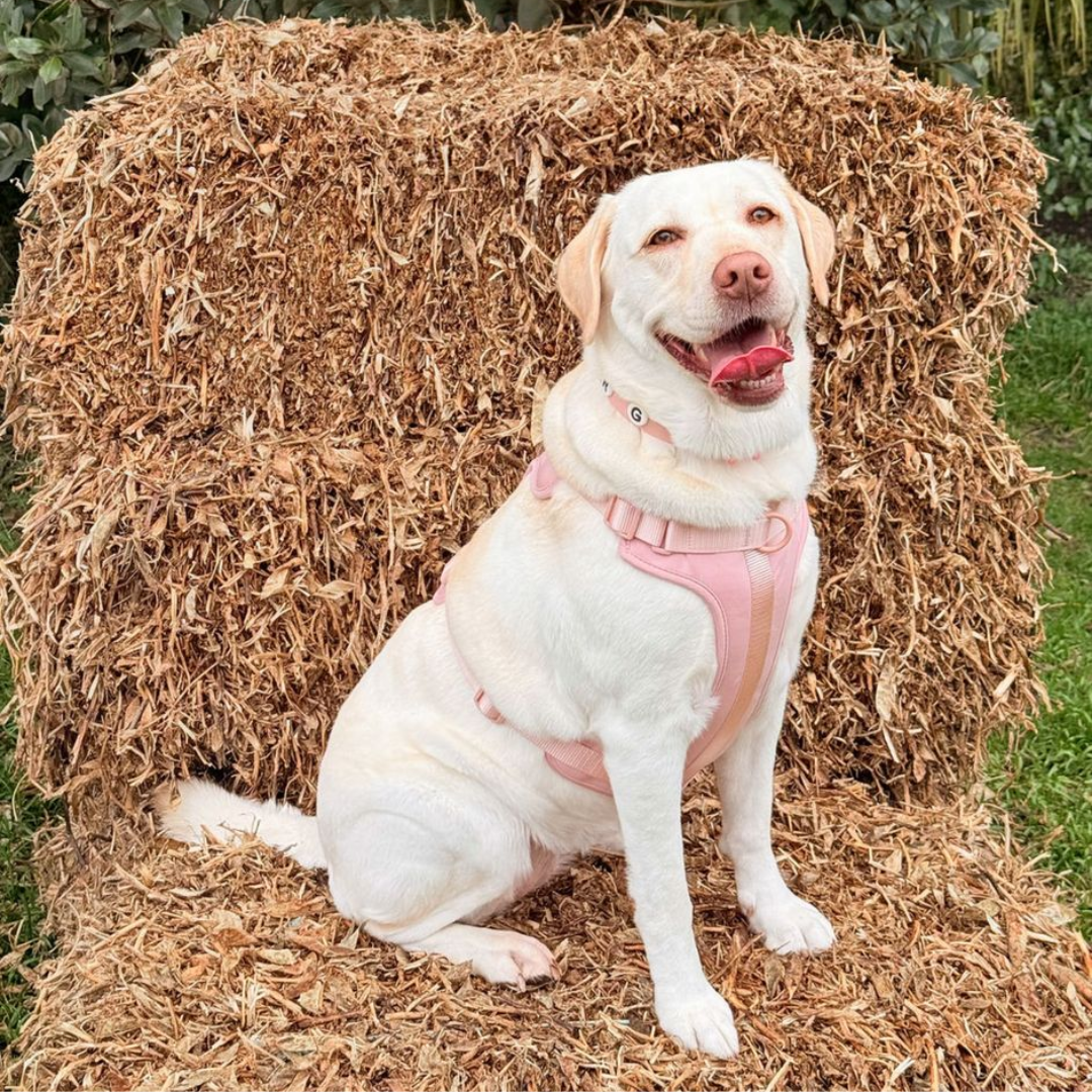 Dog Harness | Blush Pink Walkieez