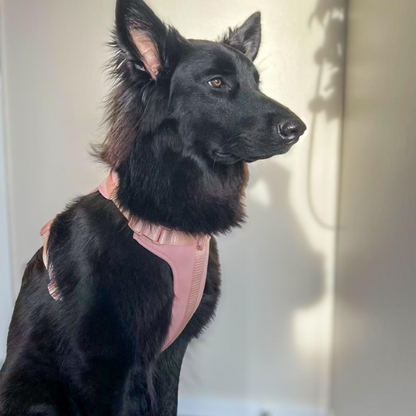 Dog Harness | Blush Pink Walkieez