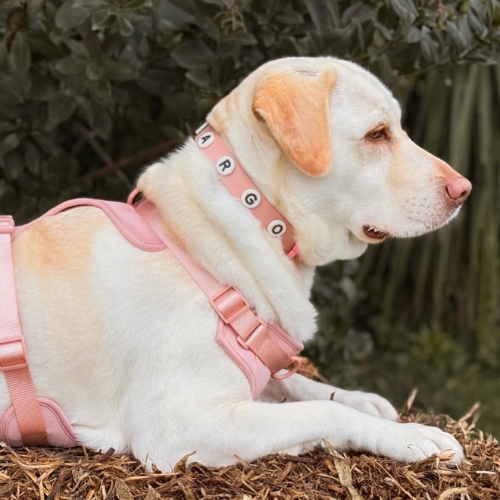 Dog Collar | Blush Pink Walkieez