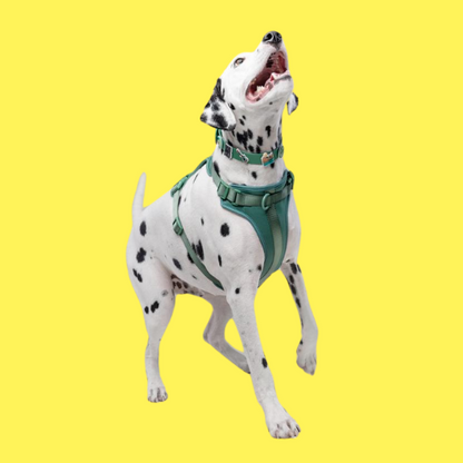 Dog Harness | Green Walkieez