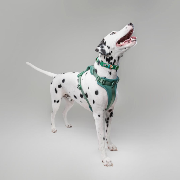 Dog Harness | Green Walkieez