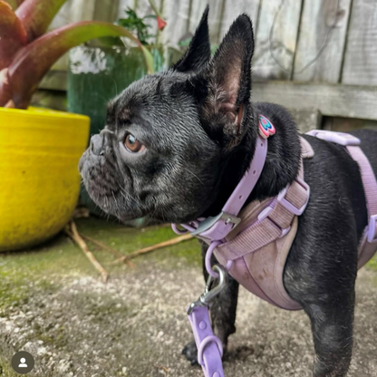 Dog Harness | Lilac Walkieez