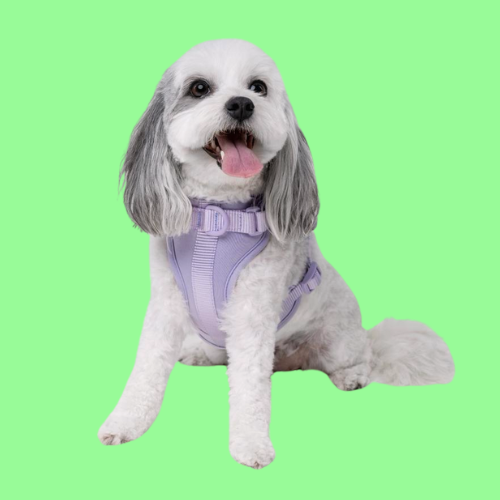 Dog Harness | Lilac Walkieez