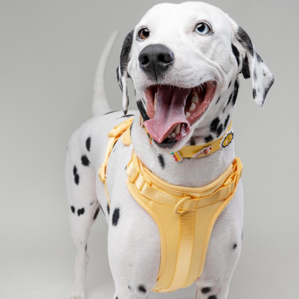 Dog Harness | Yellow Walkieez