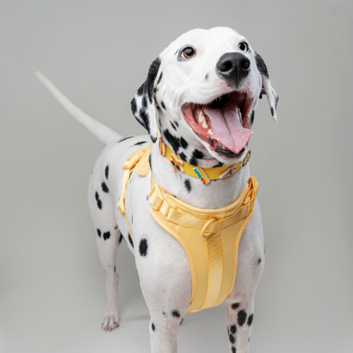 Dog Harness | Yellow Walkieez