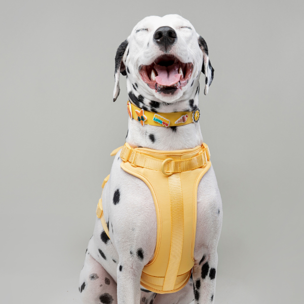 Dog Collar | Yellow Walkieez